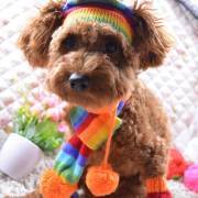 Hue og halstørklæde sæt til hund  - Pride